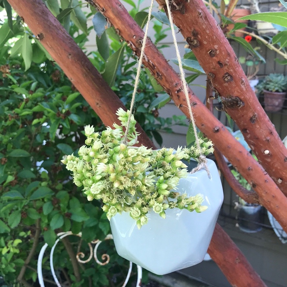 New Hanging Ceramic Planters 4 Colors